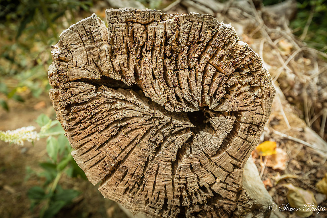 Oregon White Oak This stump of a common Garry oak tree. An interesting facts: ...Most recently the wood, which is similar to that of other white oaks, has been used experimentally in Oregon for creating casks in which to age wine. When used as firewood, garry oak produces 28 million BTUs per cord burned.  Garry Oak,Quercus garryana