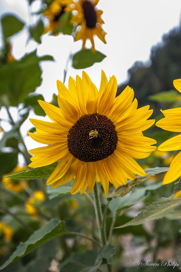 A common sunflower providing life This sunflower was producing enormous amounts of pollen. Look at what has dropped on the leaves below the bloom. Common sunflower,Helianthus annuus
