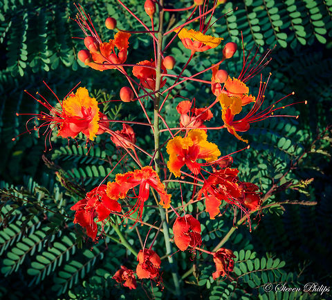 Also known as "Mexican Bird of Paradise" Dwarfed by its Hawaiian BofP this common wildflower adds a lot of color to any scene. Caesalpinia pulcherrima