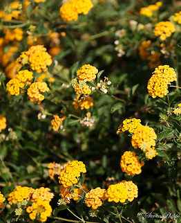 Gold Lantana Ornamental not native to USA Lantana camara,Spanish Flag
