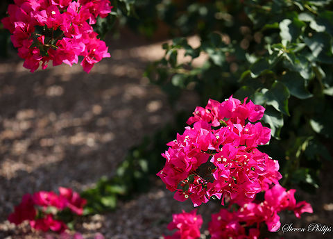 Gaining in Popularity In the US these are on the rise in terms of gardening and landscape foliage. The colored part of the plant is actually bracts  (leaf) that the small white flowers populate. Bougainvillea glabra