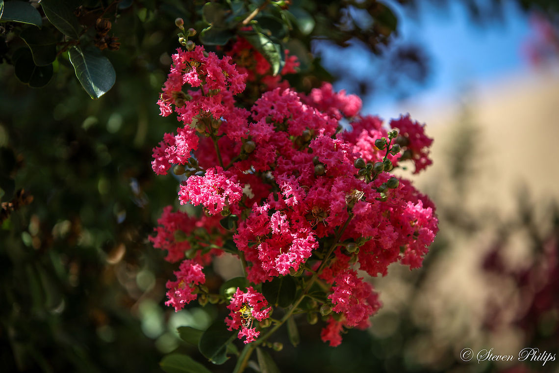 Also known as "Crepe Myrtles" Originally from China, Korea, Japan and Indaian this tree lives very comfortably in the SW US. It is a Texas landscape favorite. Lagerstroemia indica