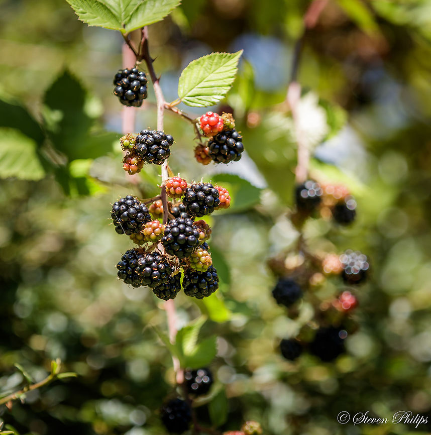 Oregon Blackberry A delicious berry that now grows all over the state like weeds is in season. You can see the different stages of the fruit in this image. The western side of Oregon is so prolific that it is rare that you don't see them growing along side every path and road that is not mowed or developed. Himalayan Blackberry,Rubus armeniacus