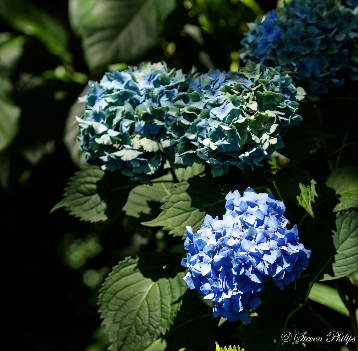 Blue Hydrangea Big leaf and beautiful blue with the sun just slicing through the trees above. Bigleaf hydrangea,Hydrangea macrophylla