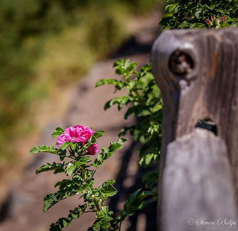 Blooming Wild Rose A simple wild rose along a old ranch style fence. Rosa rugosa