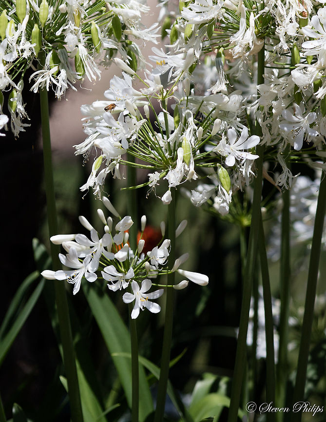 Agapanthus africanus 'Albus' Garden variety with a bee for aesthetics African lily,Agapanthus africanus
