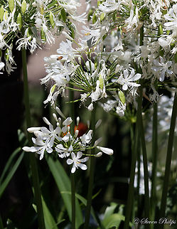 Agapanthus africanus 'Albus' Garden variety with a bee for aesthetics African lily,Agapanthus africanus