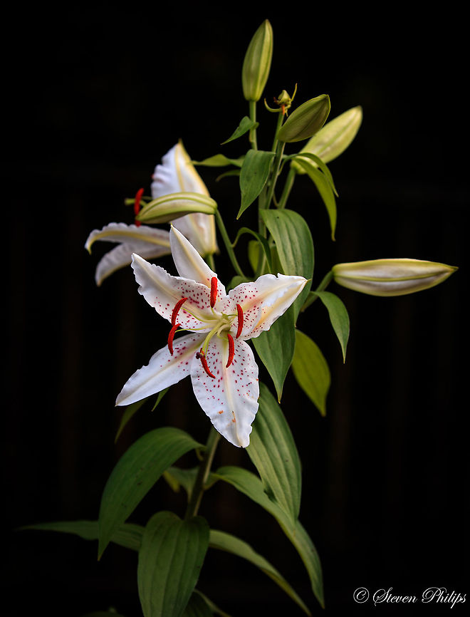 "Goldband" Lilium auratum is one of the true lilies. It is native to Japan and is sometimes called the golden rayed lily of Japan or the goldband lily. Lilium auratum