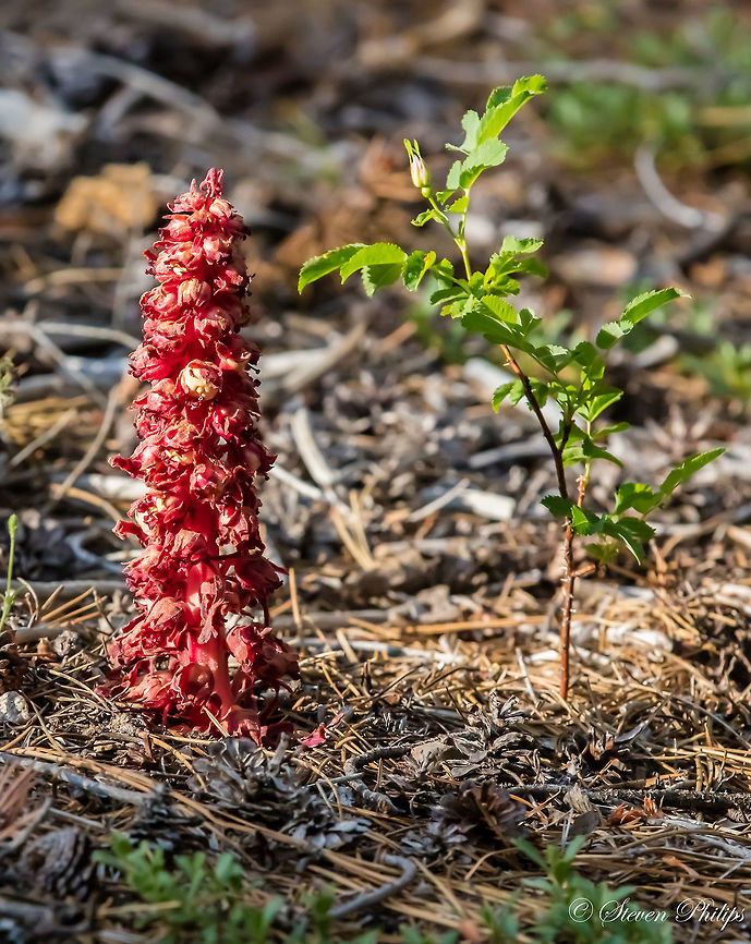 Snow Plant Indian pipes and snow plants, for example, live like fungi, extracting energy from organic matter, yet are closely related to blueberries and Rhododendrons (family Ericaceae).  Fungi have been excluded from the Plant Kingdom because genetically they are more closely related to animals.  Snow plants and Indian pipes, however, have flowers similar to those of the blueberry and DNA sequencing confirms that they belong in the same family.  Sarcodes,Sarcodes sanguinea,unknown