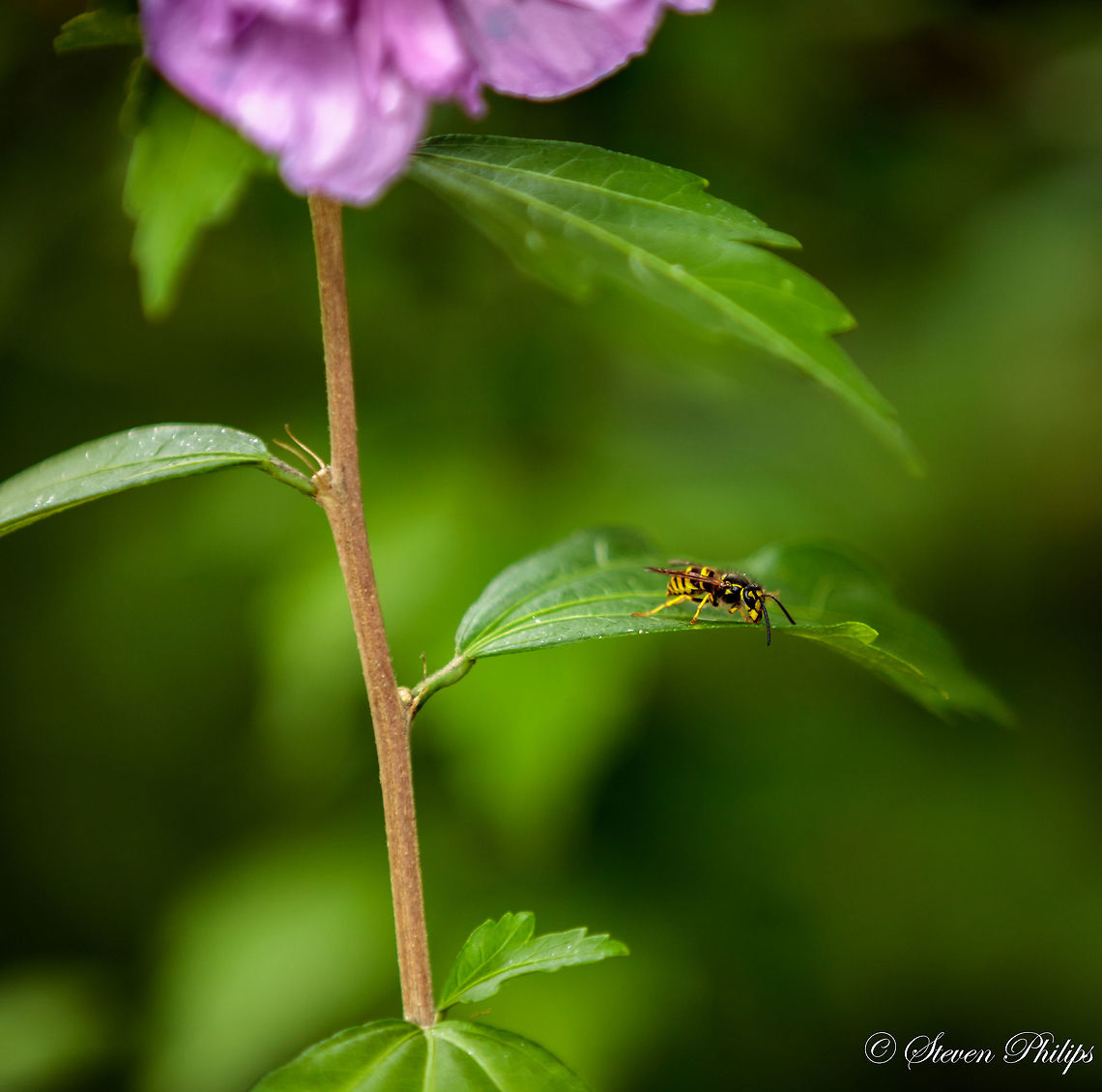 Yellow Jacket View at full size and zoom in at the mouth of the wasp. I submitted the image because I just like the comp :-p Common wasp,Vespula vulgaris