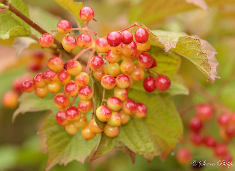 Semi Toxic Uses
The fruit is edible in small quantities, with a very acidic taste; it can be used to make jelly. It is however very mildly toxic, and may cause vomiting or diarrhea if eaten in large amounts.

The term cramp bark is related to the properties of the bark's ability to reduce smooth muscle tightness. It is called cramp bark as relieving this type of muscle tightness is most often associated with relieving women's menstrual cramps. However, this can also be used during pregnancy for cramps or pain and general muscle cramping. Viburnum opulus