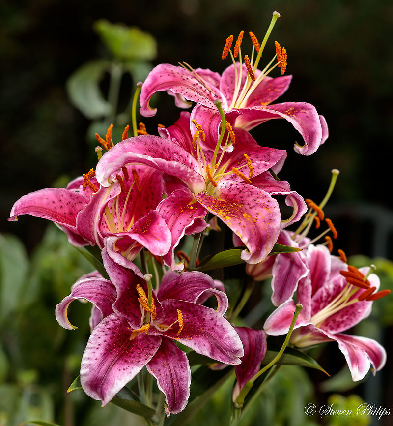 Stargazer Lily From wikipedia: Lilium 'Stargazer' (the Stargazer lily) is a hybrid lily of the Oriental group. Oriental lilies are known for their fragrant perfume, blooming mid-to-late summer. Stargazers are easy to grow and do best in full sunlight.[1] They have a fast growth rate and should be planted in full sun in well drained loamy or sandy soil. When mature, Stargazers can grow to a height of 36 inches with a spread of 10 to 14 inches with 4 to 5 flowers per stem.[2] Geotagged,Stargazer,United States,Uranoscopus bicinctus
