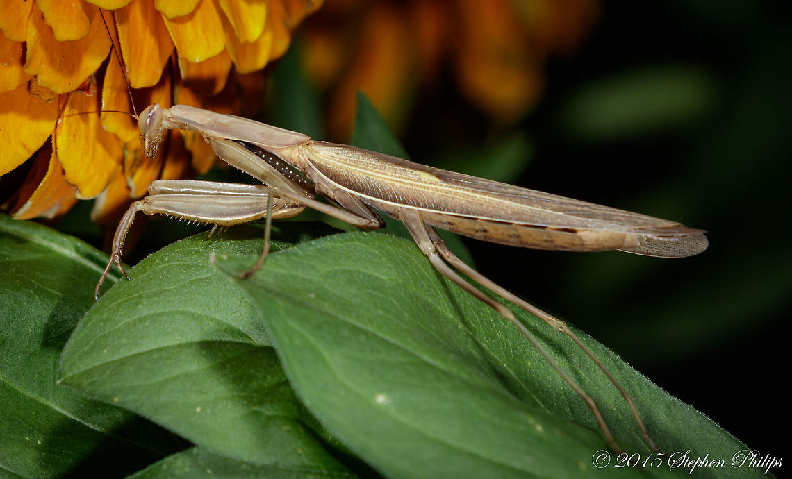 European Praying Mantids This fella was hanging out in the morning hours in shadow. Unfortunately I had to use off camera flash (not my preference) but still was able to get a good shot. I also only had my 70-200 ii which isn't as sharp at close range as I would have liked. Should be good to pixel peep if you enjoy that kind of thing. European Mantis,Mantis religiosa,mantids,praying mantis