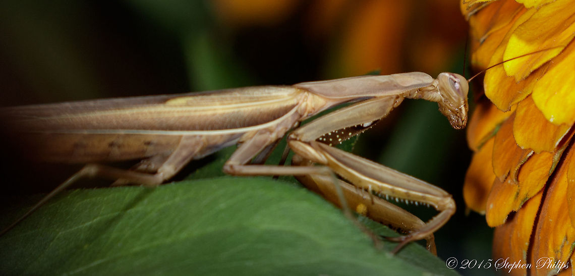A closer look... European Mantids This shot is of the same mantis I snapped in my gallery but a little nicer head capture. European Mantis,Mantis religiosa,mantids,praying mantis