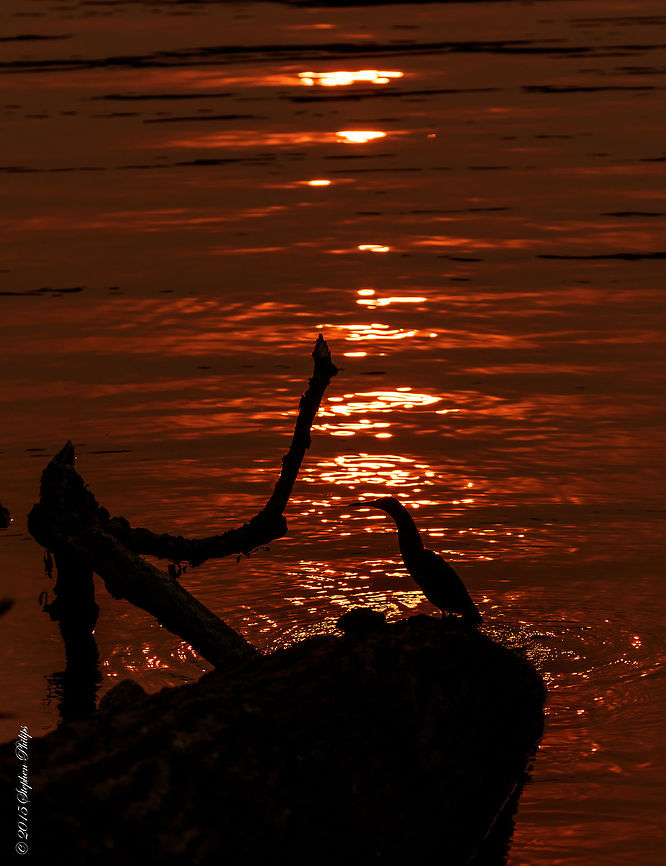 Green Heron Smokey Sunrise This green heron was taken on a morning in Oregon when the skies were covered by smoke from the wildfires that are plaguing the area. The wind has changed directions during the evening which we are praying for relief from these deadly fires. Draught and very little snow fall last winter has made our wilderness a true tender box. Link for more information: <a href="http://www.oregonlive.com/pacific-northwest-news/index.ssf/2015/08/questions_raised_as_wildfires.html" rel="nofollow">http://www.oregonlive.com/pacific-northwest-news/index.ssf/2015/08/questions_raised_as_wildfires.html</a> Butorides virescens,Green heron