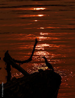 Green Heron Smokey Sunrise This green heron was taken on a morning in Oregon when the skies were covered by smoke from the wildfires that are plaguing the area. The wind has changed directions during the evening which we are praying for relief from these deadly fires. Draught and very little snow fall last winter has made our wilderness a true tender box. Link for more information: http://www.oregonlive.com/pacific-northwest-news/index.ssf/2015/08/questions_raised_as_wildfires.html Butorides virescens,Green heron