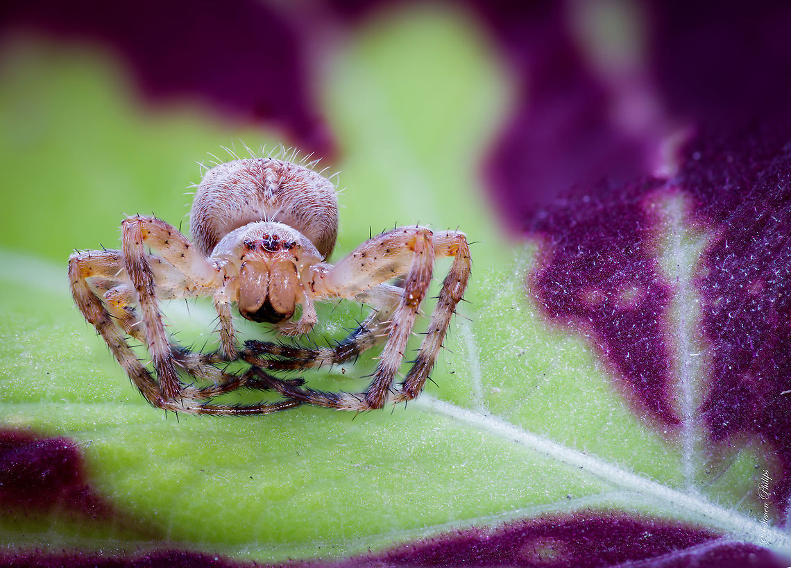 Spider doing the "crab" This garden spider was so chilled he didn&#039;t move for the entire shoot. 15 shots stacked. Geotagged,United States,macro