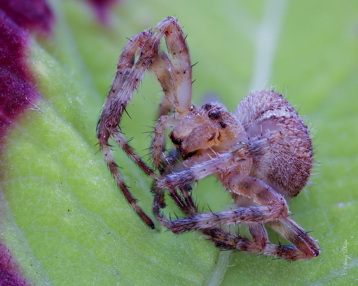 Cold Morning Second view with dew covering its body on a cold fall morning<br />
<figure class="photo"><a href="https://www.jungledragon.com/image/32876/spider_doing_the_crab.html" title="Spider doing the &quot;crab&quot;"><img src="https://s3.amazonaws.com/media.jungledragon.com/images/2428/32876_thumb.jpg?AWSAccessKeyId=05GMT0V3GWVNE7GGM1R2&Expires=1759968010&Signature=Yo92OlhfyDxmA8iwP4KKS2mrb6c%3D" width="200" height="144" alt="Spider doing the &quot;crab&quot; This garden spider was so chilled he didn&#039;t move for the entire shoot. 15 shots stacked. Geotagged,United States,macro" /></a></figure> Araneus diadematus,European garden spider,Geotagged,United States