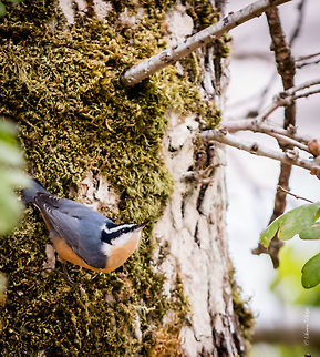 Red-breasted Nuthatch A very fast moving small song bird that is hard to capture due to its spry active movements. Geotagged,Red-breasted nuthatch,Sitta canadensis,United States