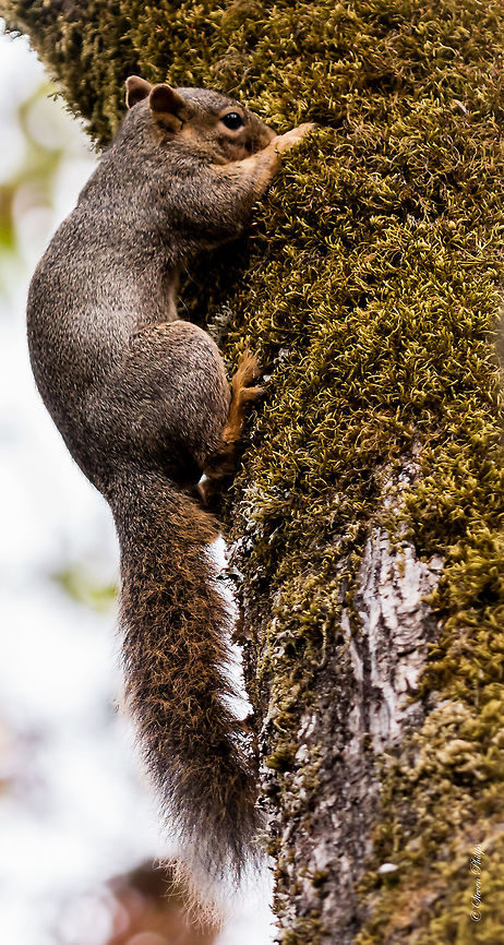 Largest in Oregon This fox squirrel is putting nuts in a hole in this tree. It has been doing this for days and I can&#039;t imagine how many is in there or how it is going to get them out... hole is too small for its body :-) Fox squirrel,Geotagged,Sciurus niger,United States