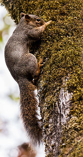 Largest in Oregon This fox squirrel is putting nuts in a hole in this tree. It has been doing this for days and I can't imagine how many is in there or how it is going to get them out... hole is too small for its body :-) Fox squirrel,Geotagged,Sciurus niger,United States
