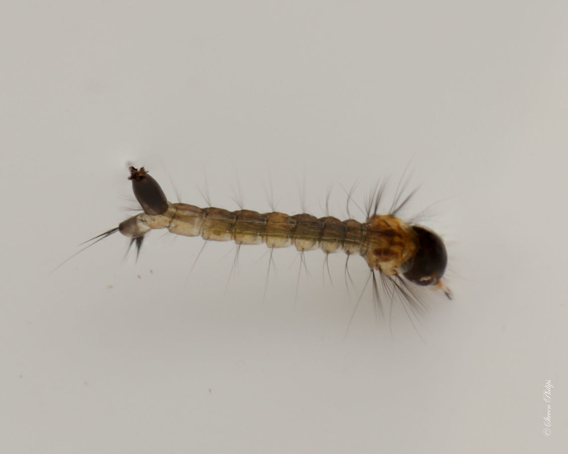 Mosquito Larva II I didn&#039;t think taking live shots of this insect would be that challenging but at 1:1 it is very difficult to get any sharpness. Their breathing is very fast and its hairy extremities are moving constantly. It has hairs at its antennas which move like fans. These were captured at 1/32nd flash power and they still didn&#039;t freeze in image. Geotagged,United States,macro,mosquito,mosquito larva