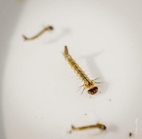 Mosquito Larva I didn't think taking live shots of this insect would be that challenging but at 1:1 it is very difficult to get any sharpness. Their breathing is very fast and its hairy extremities are moving constantly. It has hairs at its antennas which move like fans. These were captured at 1/32nd flash power and they still didn't freeze in image. Geotagged,United States,macro,mosquito,mosquito larva