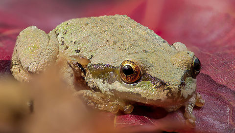 25 shots 1:1 A Pacific Tree Frog from Oregon. Blow it up! Geotagged,Pacific tree frog,Pseudacris regilla,United States