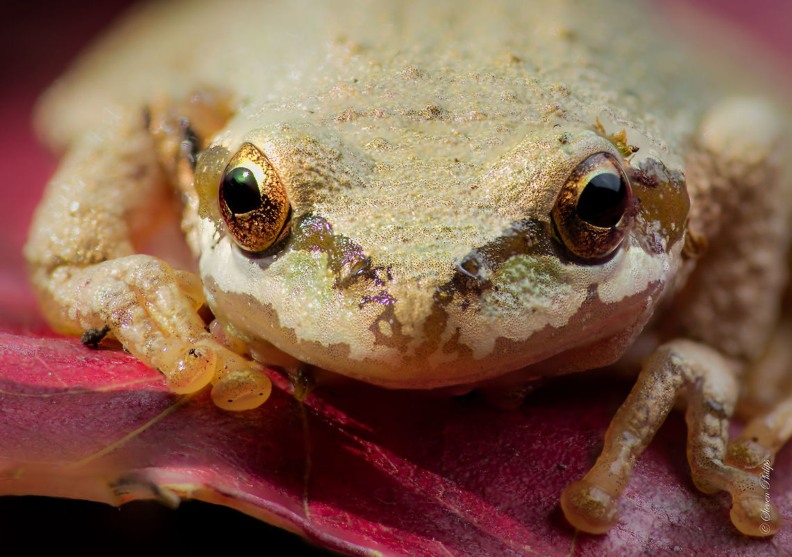 Pacific Tree Frog 2 Group of 3 Geotagged,Pacific tree frog,Pseudacris regilla,United States
