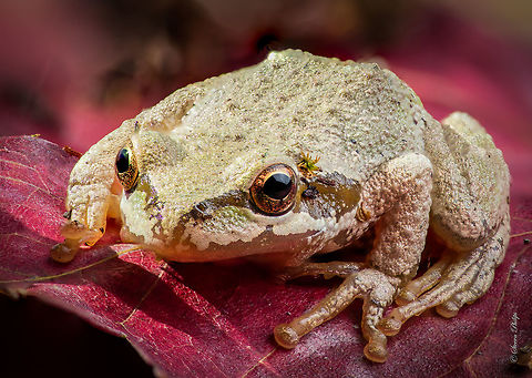 Pacific Tree Frog 3 Group of 3 Geotagged,Pacific tree frog,Pseudacris regilla,United States