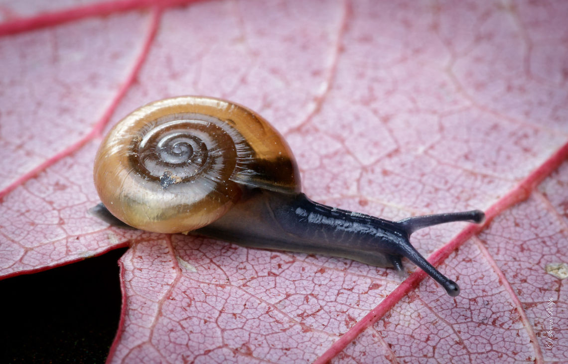 Not Exciting... This was not an exciting find but the smallest subject that I could find on a wet morning. Cryptomastix germana not known to JungleDragon but this was about .15mm round. I couldn't take multiple shots to stack focus at 1:1 so I had to use a flash and f20 to get enough in focus to be fairly happy with the results. Aegopinella nitidula,Geotagged,United States