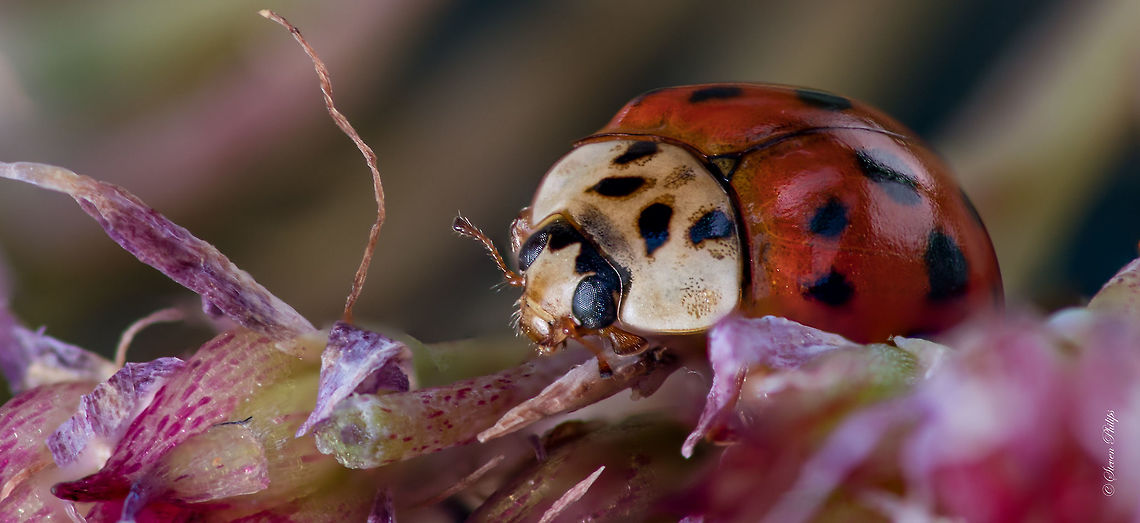 Common Asian Lady Beetle Couldn't resist this common Asian Lady Beetle to see what I could see at 1:1. Pretty cool up close and personal! Geotagged,Harmonia axyridis,United States