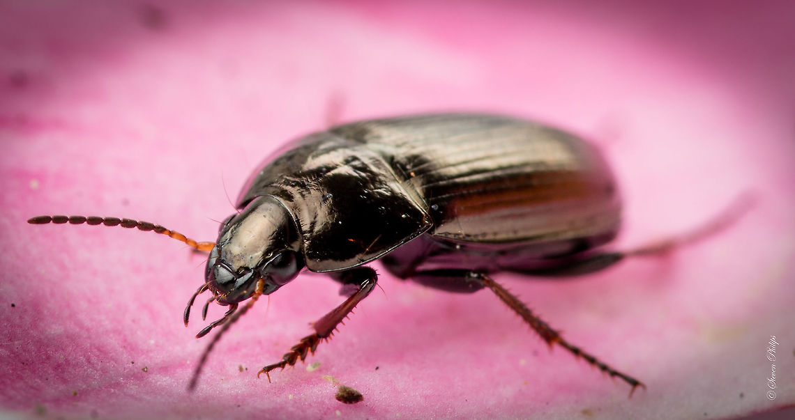 8mm of Meanness I had no idea what I would find at 1:1 on this guy. Looks like size doesn't tell the whole story! Clivina,Clivina fossor,Geotagged,Harpalus affinis,United States