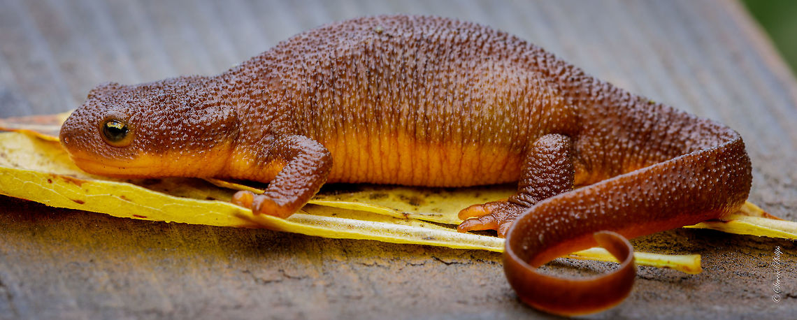 Look but don't eat... really! Many newts produce toxins from skin glands as a defense against predation, but the toxins of the genus Taricha are particularly potent. An acrid smell radiates from the newt, which acts as a warning for animals to stay away. The toxin isn&#039;t absorbed through the skin so humans should be able to handle the newts safely with bare hands. Toxicity is generally experienced only if the newt is ingested, although some individuals have been reported to experience skin irritation after dermal contact, particularly if the eyes are touched after handling the animal without washing hands. On a dare, a 29-year-old man in Oregon swallowed a 20-cm rough-skinned newt and died in July 1979. Geotagged,Rough-skinned newt,Taricha granulosa,United States