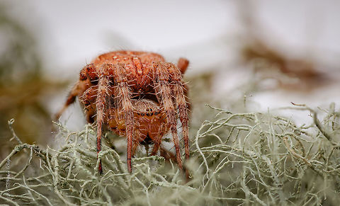 Common Spider Uncommon View This is a common garden spider at 1:1. First run with my new rail. Not perfect but he moved at the tail end of the run so I only captured 19 images to stack. macro,united states
