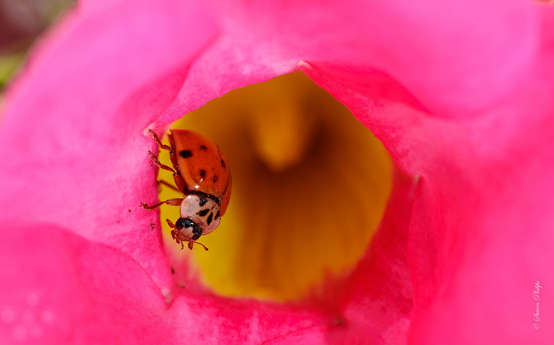 Another Lady Beetle Couldn&#039;t resist uploading this even though I had others on-site. Just liked the comp and pose.  Geotagged,Harmonia axyridis,United States