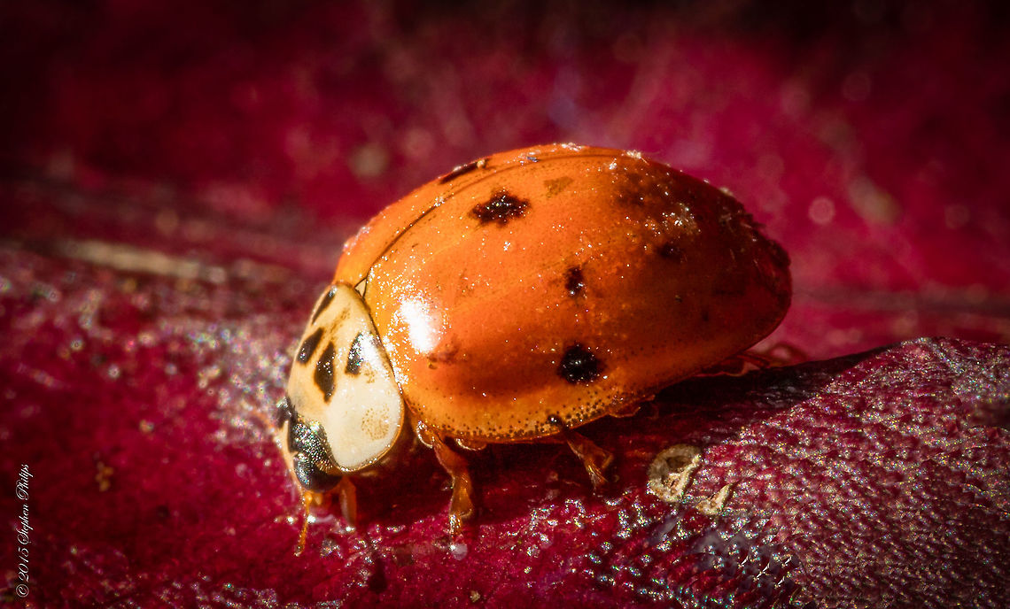 Just another Lady Beetle I seem to be finding these around the house during the fall and just keep shooting them. Geotagged,Harmonia axyridis,United States