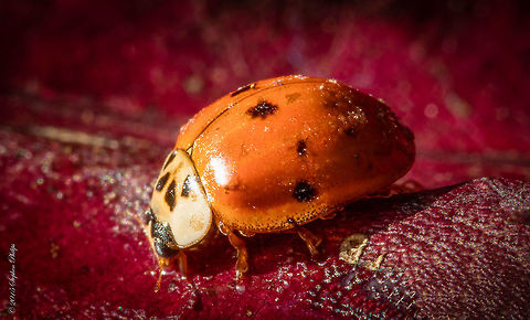 Just another Lady Beetle I seem to be finding these around the house during the fall and just keep shooting them. Geotagged,Harmonia axyridis,United States