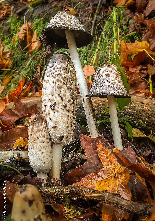 Coprinus comatus These wild mushrooms are often found along paths in the Pacific NW of the USA. Known as "Shaggy Manes" are easy to identify with their conical to bell-shaped white caps (2-5 in / 5-12 cm in height) with big white scales, hence "shaggy mane". The whole mushroom itself can reach over 12 in (30 cm), but normally grows to 8 in (20 cm). Photo was taken on a iPhone 6 Coprinus comatus,Geotagged,Shaggy ink cap,United States