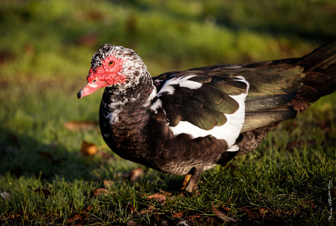 Muscovy "wild" This duck was spotted hanging out with a group of mallards. Although he looked very out of place they didn&#039;t seem to mind his company. Very interesting looking variety of duck and not something I have seen in this area before. Cairina moschata,Fall,Geotagged,Muscovy duck,United States