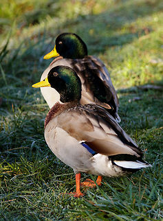 Buddies on Post These two males were keeping a lookout while its flock was feasting before another days journey south from Canada. When they are on alert they are incredibly focused and attentive. A beautiful yet easily passed up on by onlookers as they have become so common in our surroundings. Anas platyrhynchos,Fall,Geotagged,Mallard,United States