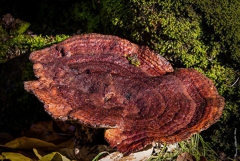 Coltricia perennis This very dense fungi was found on my property in Oregon. Not 100% sold on the species but it is the closest I could find. Nevertheless, it is a awesome variety with tree ring type growth banding and coloring that is very unique. It is about the 22 cm across the cap. Coltricia perennis,Fall,Geotagged,United States