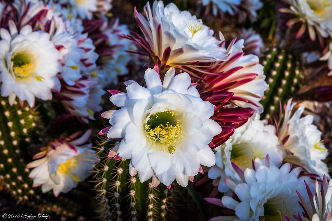 Big Bertha Each year, in several flowerings, she produces one or more enormous blooms up to 6 inches wide.  The lovely petals begin to open when the evening cools.  A treat for morning people, Big Bertha&rsquo;s flowers are wide-open at sun-up, but often gone again by noon. Echinopsis spachiana