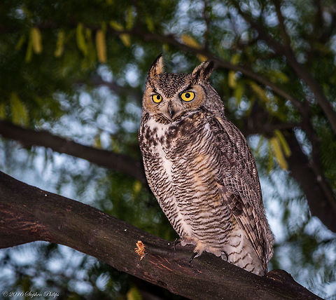 Great Horned Owl Arizona This great horned owl has been visiting us at our home nightly for over two weeks. I finally got a great picture of it sitting in our tree just outside of our backyard. It was perched in a heavily covered tree at dusk so I had to use a flash but tried to keep it looking natural without blowing out the light. This particular one is in very good shape and has had no shortage of critters to keep it healthy. Bubo virginianus,Geotagged,Great Horned Owl,Spring,United States