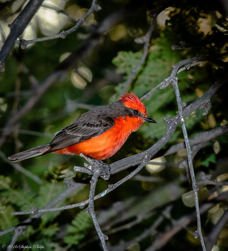 Vermillion Flycatcher Arizona is about as far north as these guys go so capturing one here was very cool!<br />
<br />
Great Facts<br />
The breeding male Vermilion Flycatcher spends about 90 percent of the day perched.<br />
Twelve subspecies of Vermilion Flycatcher are recognized, including a race with a dark morph that ranges from western Peru to northern Chile. Both male and female of this morph are dark all over, with some males having a few red feathers on the head, and some females having a pinkish wash under the tail. About half of the Vermilion Flycatchers in Lima, Peru are the dark morph, but the proportion decreases as one goes further southward.<br />
The male Vermilion Flycatcher often seeks to initiate copulation by delivering a butterfly or other showy insect to the female.<br />
The oldest recorded Vermillion Flycatcher was a male, and at least 4 years, 6 months old when he was shot in Mexico in 1972, the same country where he had been banded. Geotagged,Pyrocephalus rubinus,Spring,United States,Vermilion Flycatcher