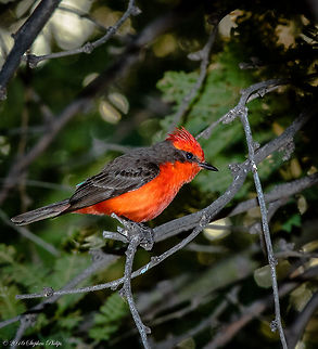 Vermillion Flycatcher Arizona is about as far north as these guys go so capturing one here was very cool!

Great Facts
The breeding male Vermilion Flycatcher spends about 90 percent of the day perched.
Twelve subspecies of Vermilion Flycatcher are recognized, including a race with a dark morph that ranges from western Peru to northern Chile. Both male and female of this morph are dark all over, with some males having a few red feathers on the head, and some females having a pinkish wash under the tail. About half of the Vermilion Flycatchers in Lima, Peru are the dark morph, but the proportion decreases as one goes further southward.
The male Vermilion Flycatcher often seeks to initiate copulation by delivering a butterfly or other showy insect to the female.
The oldest recorded Vermillion Flycatcher was a male, and at least 4 years, 6 months old when he was shot in Mexico in 1972, the same country where he had been banded. Geotagged,Pyrocephalus rubinus,Spring,United States,Vermilion Flycatcher