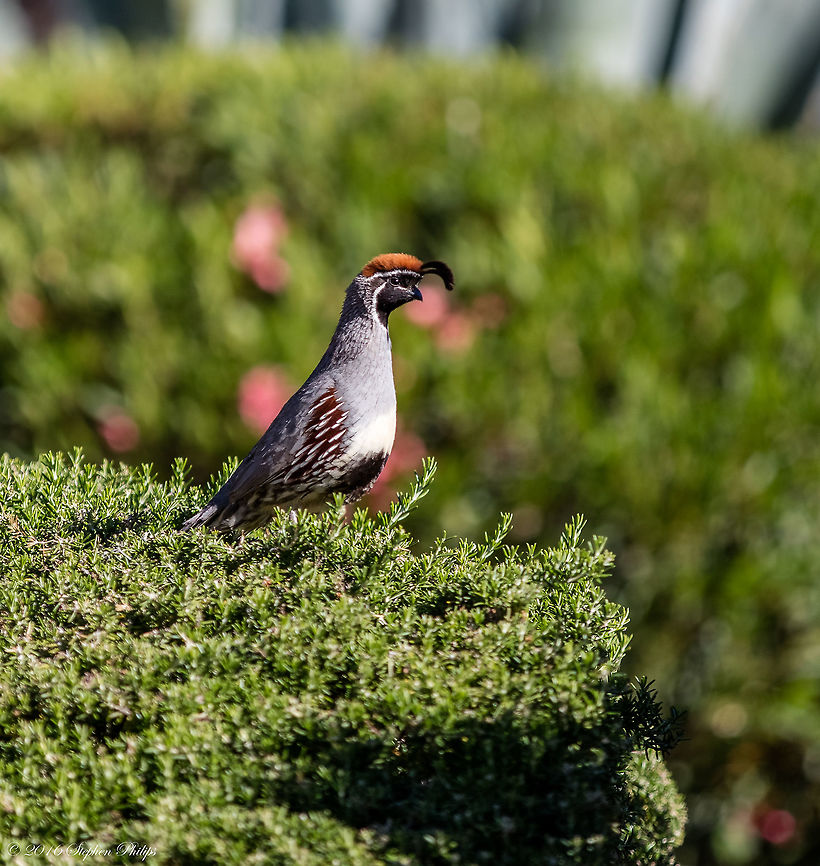 Male Gamble's Quail This male Gambel&#039;s quail was sitting atop a rosemary bush protecting its female mate. They are extremely protective and spend a lot of time watching out for predators while their mates are eating and nesting. Chicks will be out soon and I am looking forward to capturing some great images of them. They often have broods of 14 or more but are nearly wiped out by predators in just a few weeks which results in just a few surviving to adulthood. Callipepla gambelii,Gambels quail,Geotagged,Spring,United States