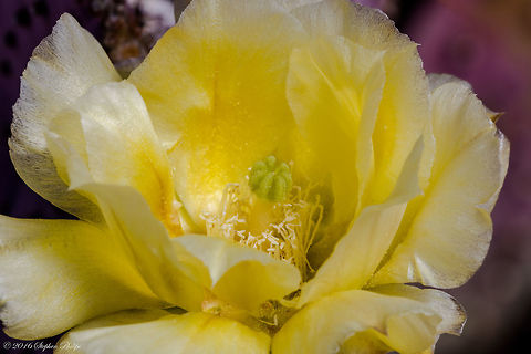 Prickly Pear Prickly pears typically grow with flat, rounded cladodes (also called platyclades) armed with two kinds of spines; large, smooth, fixed spines and small, hairlike prickles called glochids, that easily penetrate skin and detach from the plant. Many types of prickly pears grow into dense, tangled structures. Geotagged,Opuntia basilaris,Opuntia engelmannii,Opuntia robusta,Spring,United States