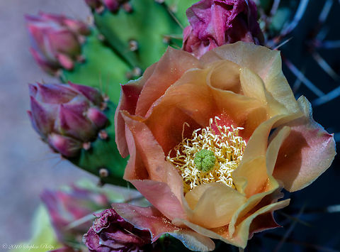 Prickly Pear II  Opuntia engelmannii