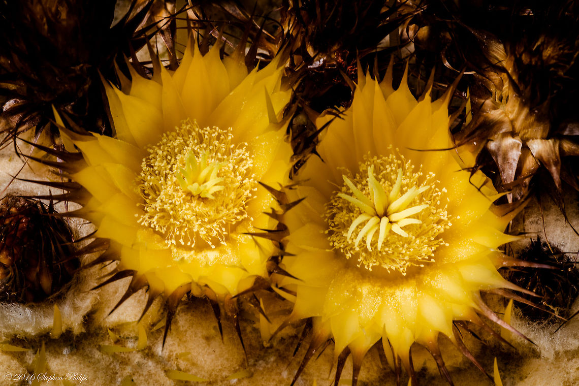 Barrel Cactus The &quot;fishhook&quot; spines and the armored web of spines enclosing the cactus body are a defense against herbivory. Rarely a mature barrel cactus is found hollowed out by javalina but overall prickly pear experience much higher levels of damage from more species. Barrel cactus spines pose an extreme hazard for handling, penetrating boots and gloves. The roots are quite long but very shallow. Ferocactus wislizeni,Fishhook barrel cactus,Geotagged,Spring,United States